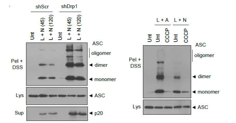 미토콘드리아 융합, 분열에 의한 ASC oligomerization 확인