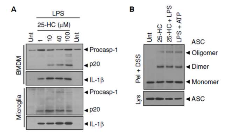 마우스 BMDM 과 microglia 세포에서 25-HC 의 인플라마좀 활성화와 ASC 중합유도