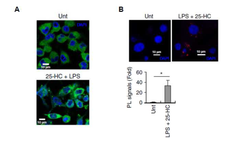 마우스 BMDM 과 microglia 세포에서 25-HC 의 NLRP3 인플라마좀 assembly 유도 확인