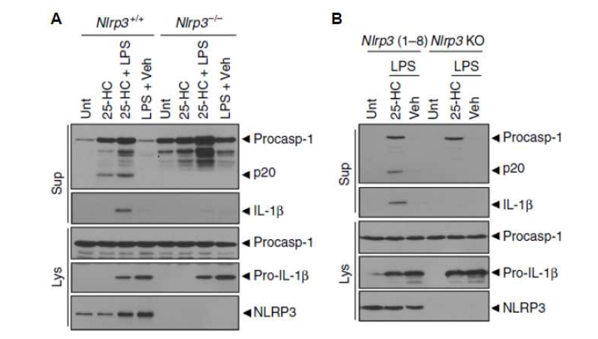 정상 및 Nlrp3-/- 마우스 BMDM 에서 25-HC 의 NLRP3 인플라마좀 활성화 확인