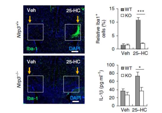 정상 및 Nlrp3-/- 마우스에서 25-HC 주사에 의한 뇌염증 확인