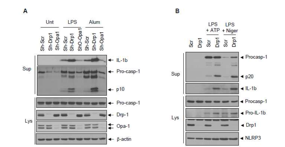 Drp1 및 Opa1 발현억제세포에서의 NLRP3 인플라마좀 활성 확인