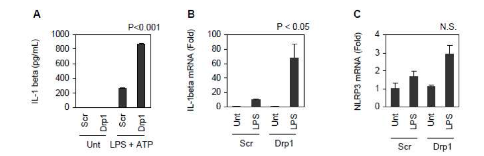 Drp1 발현 억제세포에서의 IL-1beta 분비 및 세포내 생성 확인