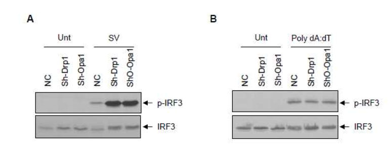 Drp1 및 Opa1 발현 억제세포에서의 RNA, DNA 자극에 대한 IRF 신호경로