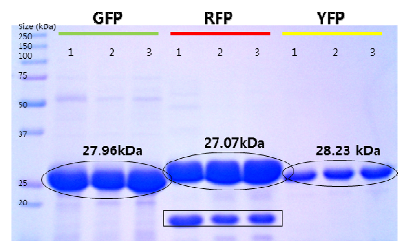 발현된 형광 단백질의 SDS-page 분석