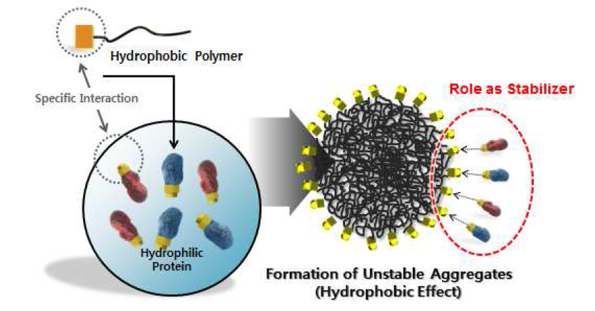 고분자-단백질 나노 구조체 형성 원리