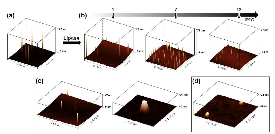 AFM 결과. (a) 구조 형성 직후 관측 결과, (b) 효소 첨가 이후 처리 시간에 따른 높이 변화 관측 (c) 효소를 첨가하지 않은 구조의 높이 변화 관측, (d) 최종적으로 얻어진 단백질 케이지 관측