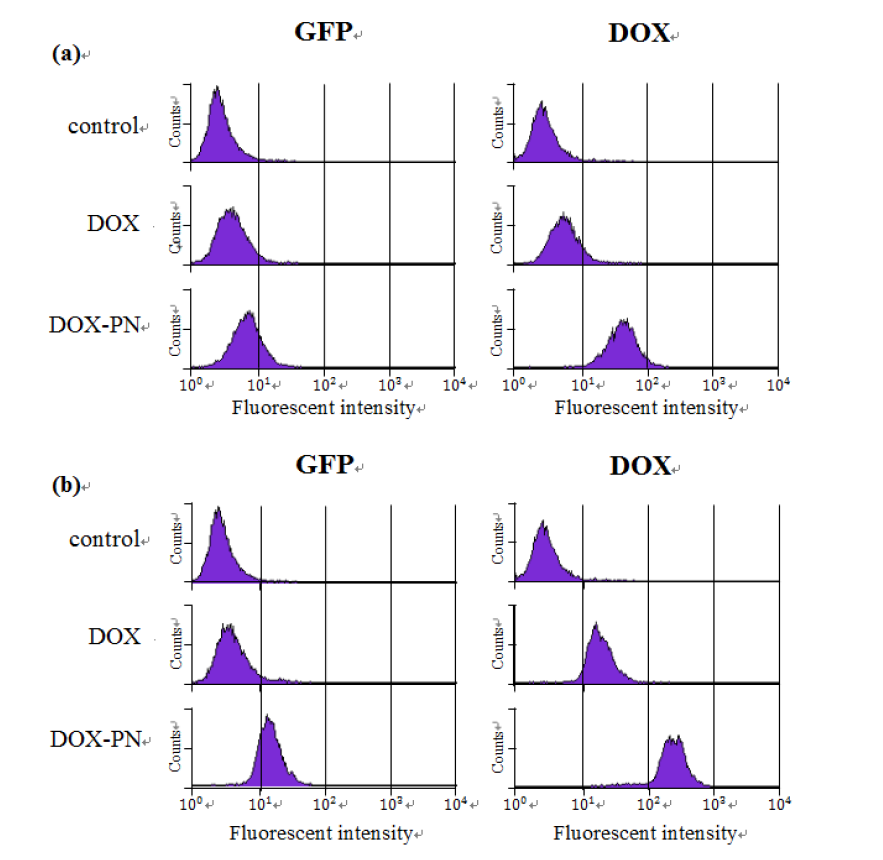 SHSY세포의 Flow cytometry 분석하여 free Dox와 GFP/PLA-Dox의 세포투과 정도를 비교하였음 (a) 1시간 배양 (b) 4시간 배양