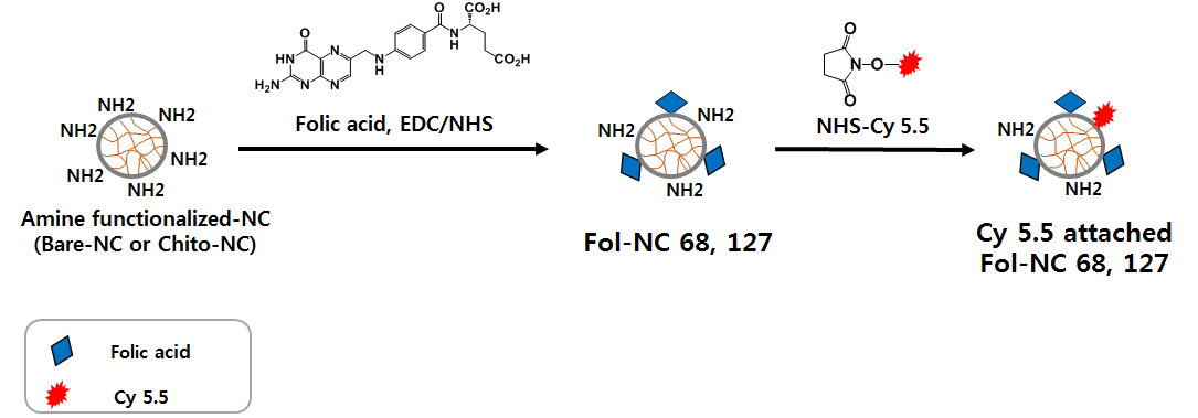 Folate가 치환된 나노젤 제조 과정에 관한 모식도