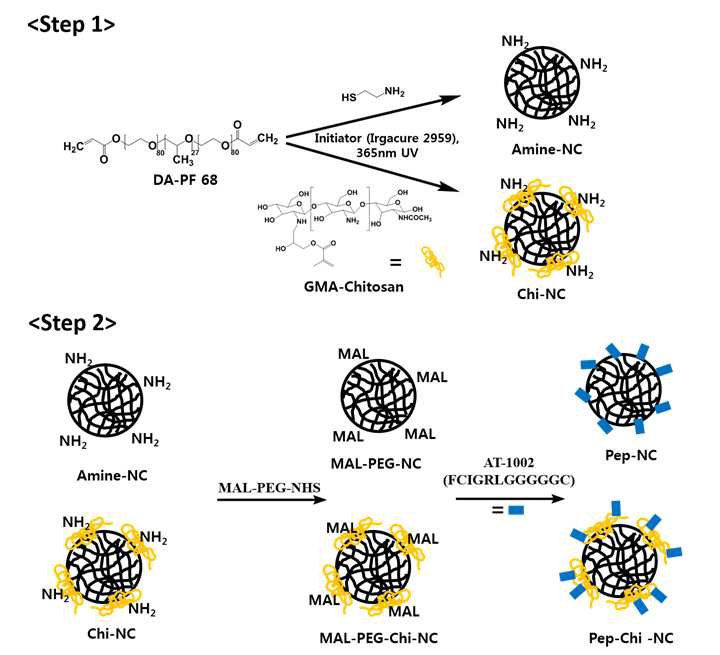 Peptide (AT-1002)가 치환된 나노젤 제조과정 모식도