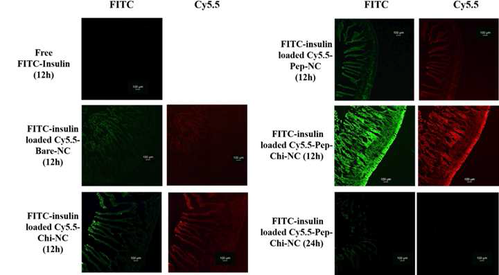 FITC가 부착된 인슐린을 cy5.5가 부착된 나노젤에 담지 시킨 후, 이를 당뇨가 유발된 rat에 경구투여 하고 12시간과 24시간 후 모두 sacrifice 하여 소장을 추출한 후 이를 10㎛로 절편 하여 인슐린 및 나노젤의 흡수 투과의 현광현미경 관찰 결과.