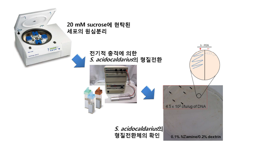 electroporation 방법에 의한 S. acidocaldarius의 형질전환