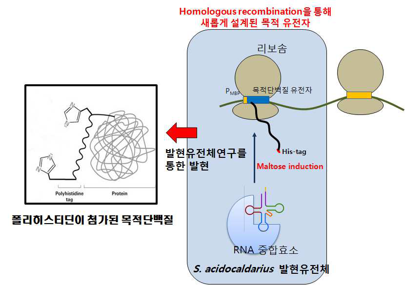 S. acidocaldarius의 형질전환 유전자의 조작 및 발현 시스템 구축기술을 바탕으로 내열성의 목적단백질의 발현