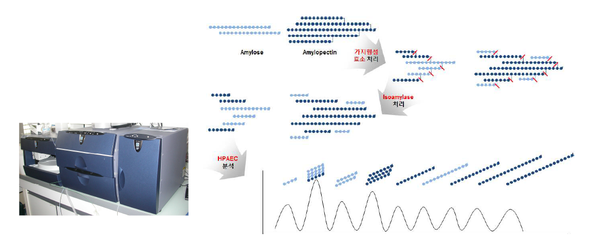 HPAEC/PAD를 이용한 가지형성 효소 처리 전분의 branch chain길이 분포 분석