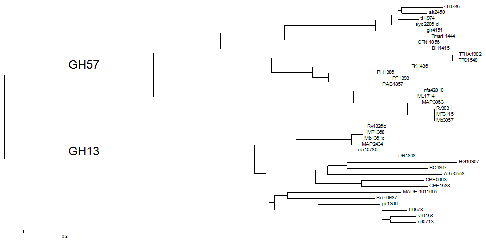 다양한 고온균으로부터 glycogen branching enzyme의 계통도 분석