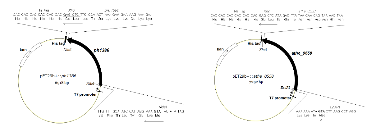 ph1386과 athe_0558의 대장균 발현용 벡터의 구축