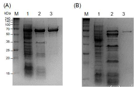 목적단백질 PH1386 (A)와 Athe_0558 (B)의 SDS-PAGE.