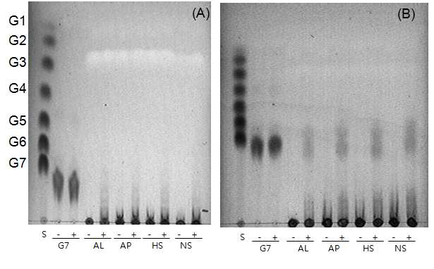 목적단백질 PH1386(A)과 Athe_0558(B)의 기질 반응특이성 및 가지형성능(-), isoamylase처리 전, (+), isoamylase 처리 후. Lane S, G1-G7; G7, maltoheptaose; AL, amylose; AP, amylopectin; HS, high amylose starch; NS, normal starch.