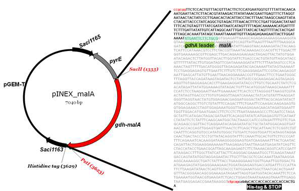 MalA 유전자 발현을 위한 pINEX-malA의 구축.