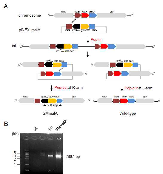형질전환시 재조합 과정(A)과 삽입된 malA유전자 균주의 전기영동을 통한 확인(B).
