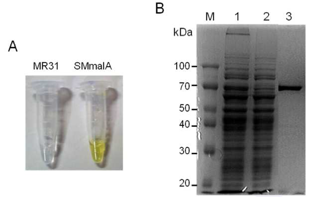 MalA의 효소 활성(A)과 SDS-PAGE 분석(B)을 통한 발현의 확인.