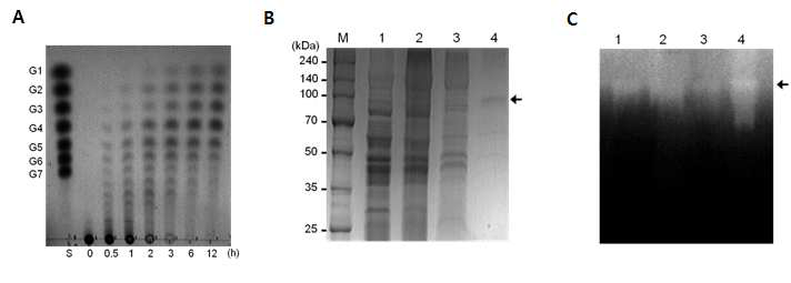 Apu의 효소 활성(A)과 SDS-PAGE 분석(B and C)을 통한 발현의 확인.