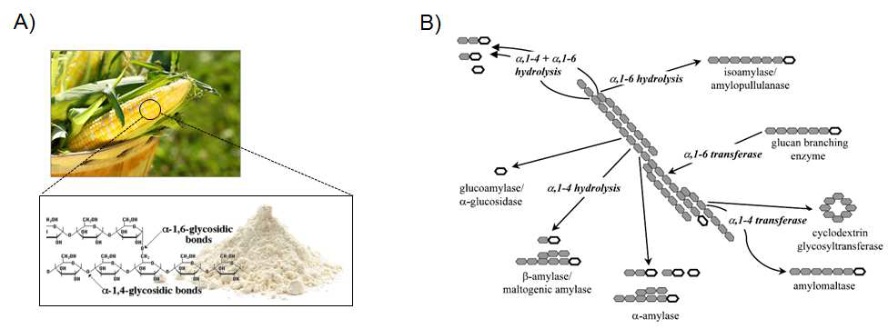 옥수수 유래 전분 분말과 전분의 가수분해에 관여하는 다양한 효소들