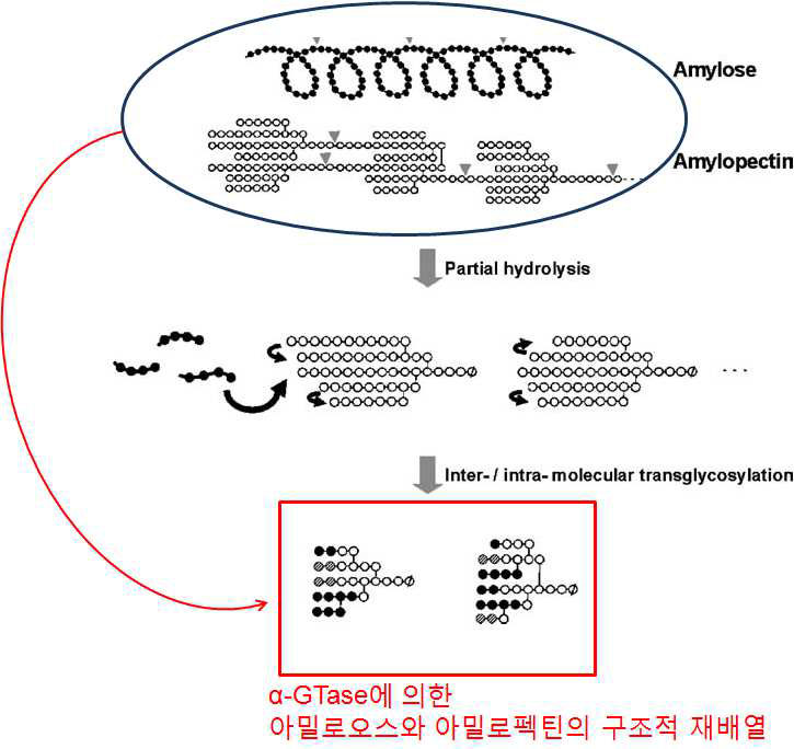 Thermus scotoductus 유래 -glucanotransferase에 의한 아밀로오스와 아밀로펙틴의 구조적 변화 및 재배열을 통한 새로운 기능성 전분소재의 생산