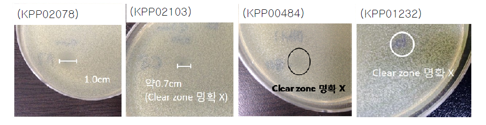 E. coli O157:H7 에 대해 항균효과를 보였던 미생물추출물의 이미지