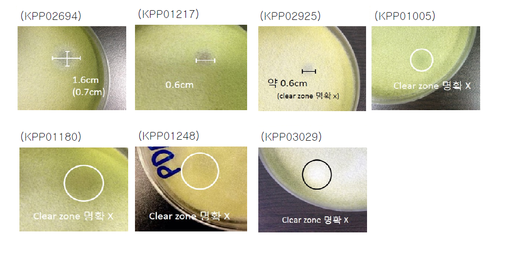 A. flavus 에 대해 항균효과를 보였던 미생물추출물의 이미지
