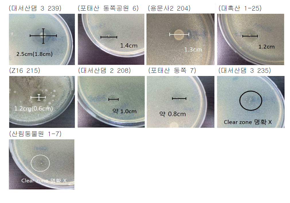 E. coli O157:H7 에 대해 항균효과를 보였던 미생물의 이미지
