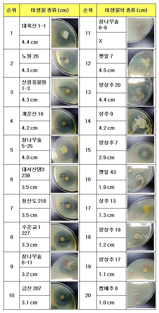 S. aureus 에 대해 항균효과를 보였던 미생물