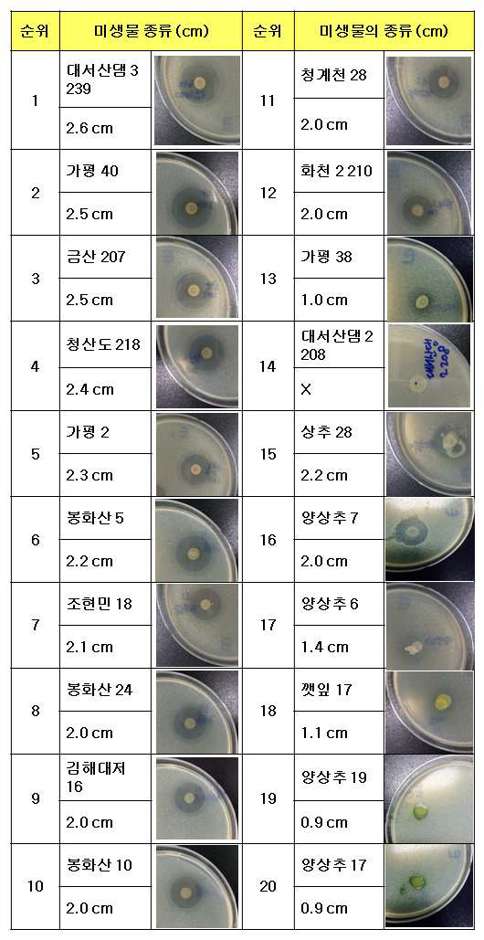 E. coli O157:H7 에 대해 항균효과를 보였던 미생물