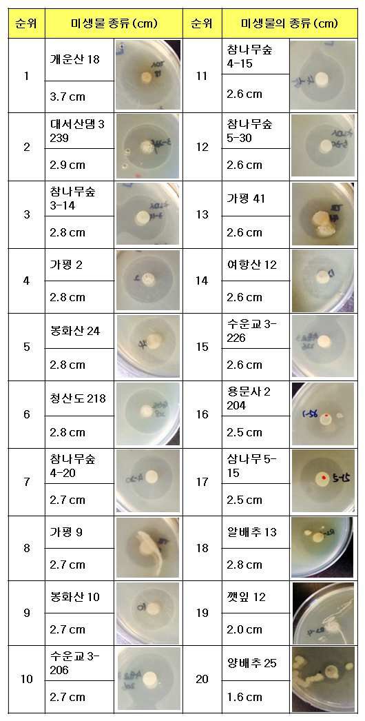 L. monocytogenes 에 대해 항균효과를 보였던 미생물