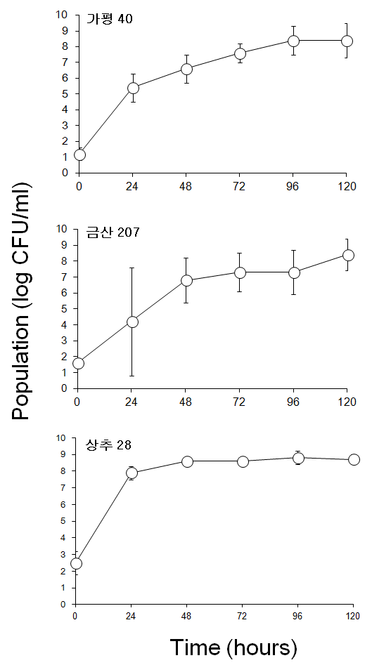 E. coli O157:H7 에 대해 항균력인 보인 길항미생물 (가평 40, 금산 207, 상추 28)의 바이오필름 성숙곡선