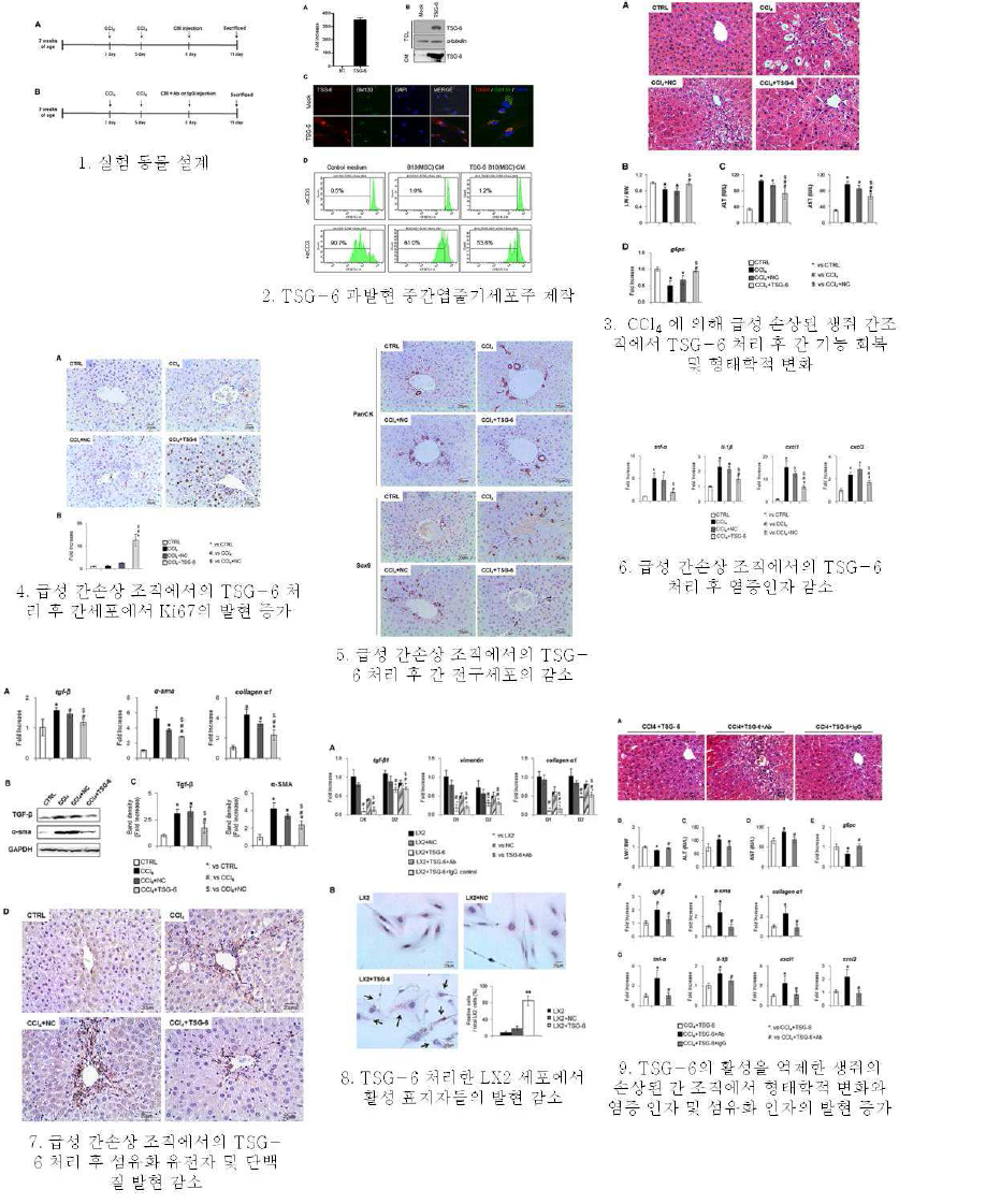 급성간손상 모델에서 TSG-6에 의한 항염증 및 항섬유화를 통한 간 재생 유도