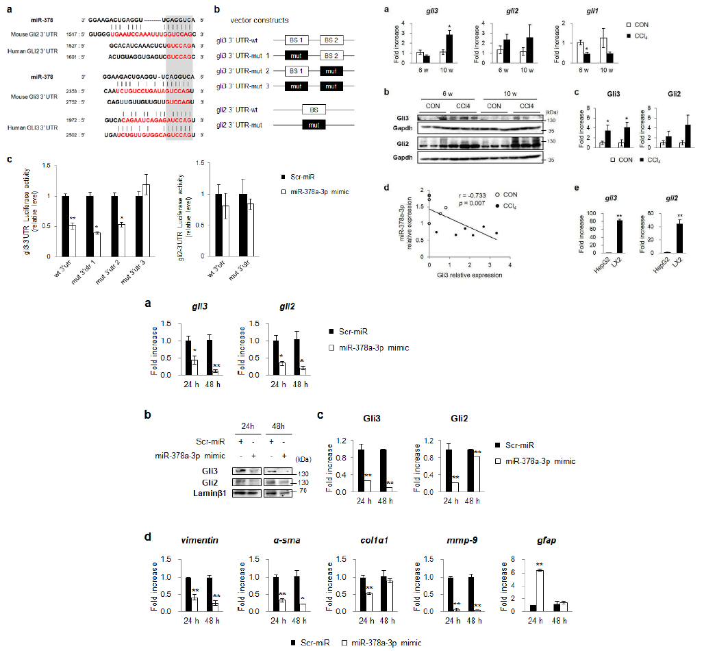 miR-378a의 표적 유전자인 Gli3 발현 조절을 통한 간성상세포 활성 조절