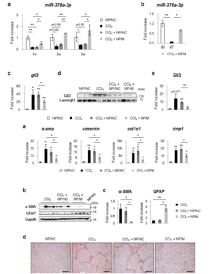MiR-378a의 간 섬유화 완환에 대한 in vivo효과