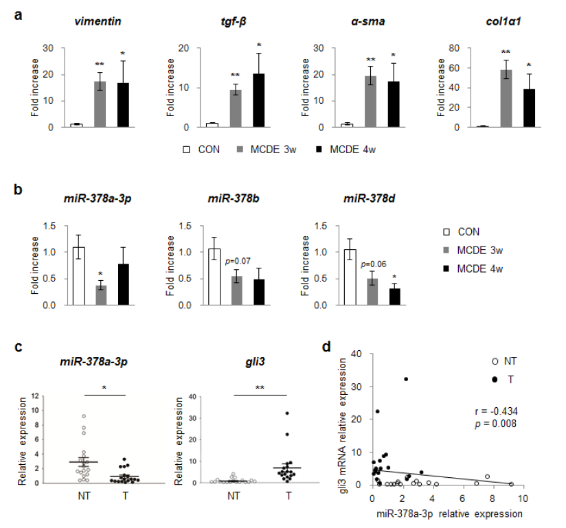 MCDE-diet 모델과 사람 HCC 조직에서의 miR-378a 발현감소 및 Gli3와의 상관관계