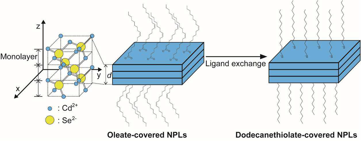 ZB-CdSe 나노판(NPL)의 표면개질. 리간드: oleate, dodecanethiolate