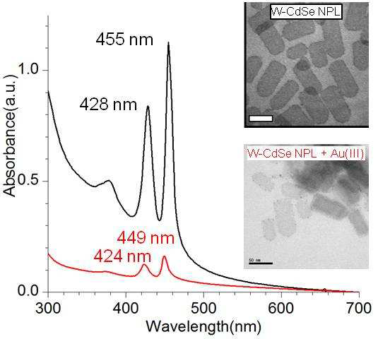W-CdSe 나노판의 금 증착 반응 전 (검정색)과 후(빨강색) 흡수 스펙트럼과 TEM 영 상. bar: 50 nm