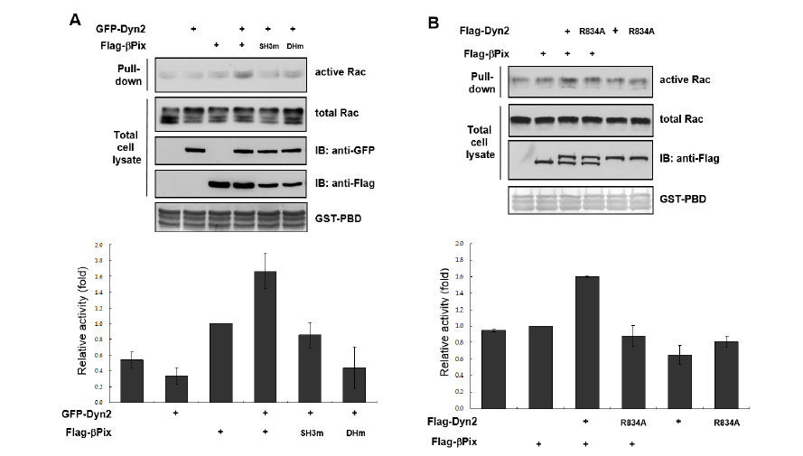 Dynamin에 의한 ?Pix의 Rac GEF 활성 증가