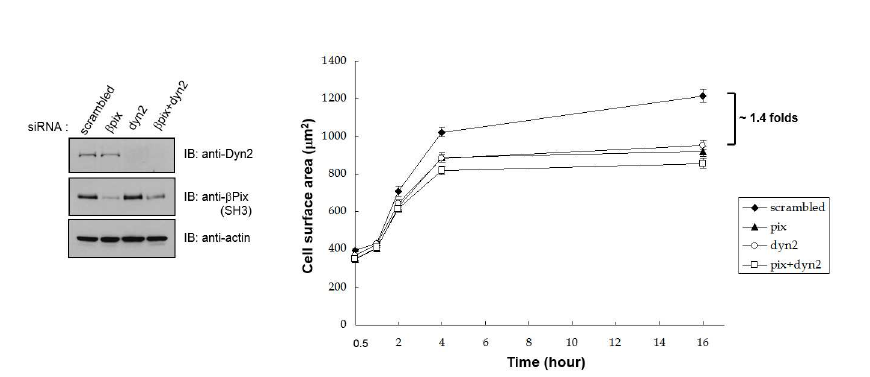 Dynamin과 ?Pix의 상호작용에 의한 cell spreading 조절