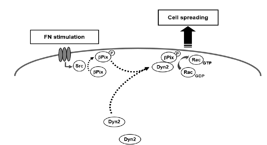 Dynamin과 ßPix의 상호작용에 의한 cell spreading 조절 모델