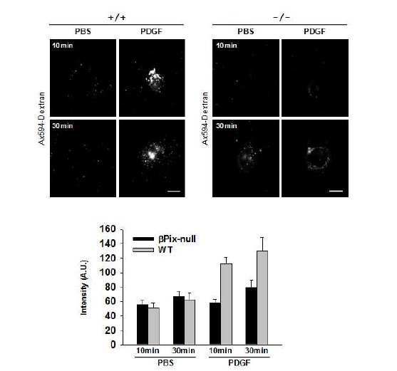 ßPix-null MEF cell (-/-)에서는 PDGF에 의해 유도되는 macropinocytosis가 저해됨