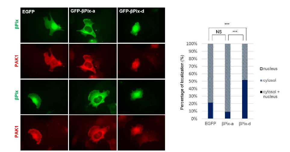 ßPix-d는 PAK1과 함께 세포핵에 위치함