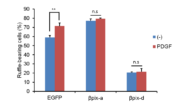ßPix-d는 membrane ruffle의 형성을 감소시킴