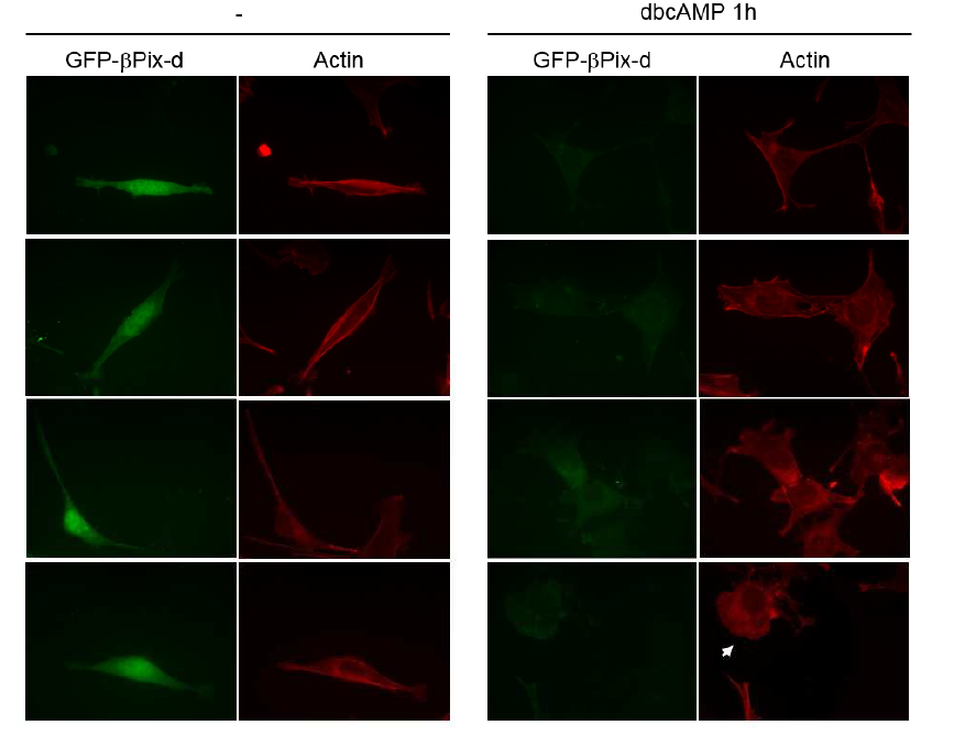 dbcAMP가ßPix-d의 nuclear export를 촉진하고 ßPix-d에 의한 membrane ruffle 형성의 감소를 회복시킴