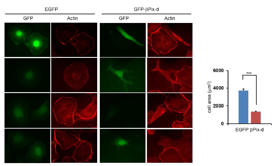 ßPix-d의 발현은 cell spreading을 저해함
