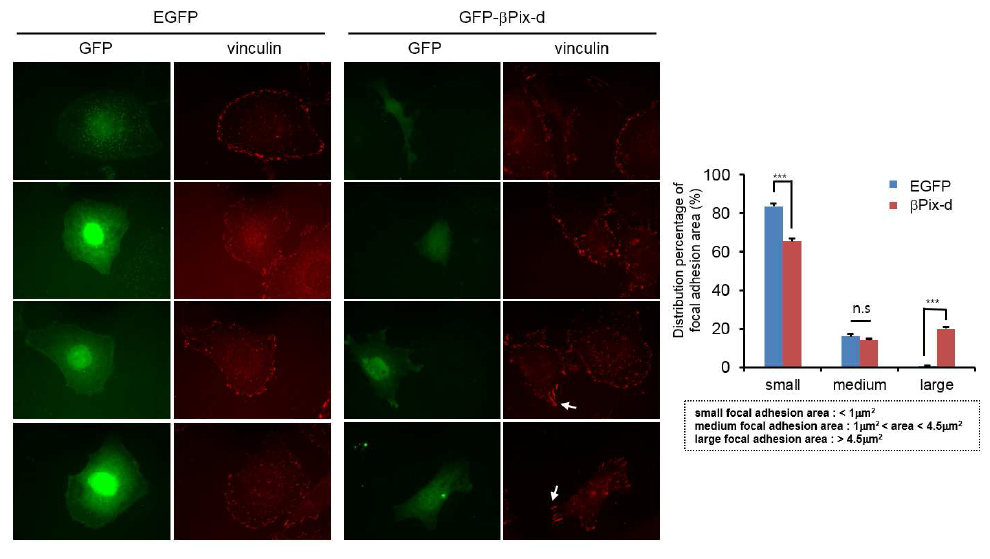 ßPix-d의 발현은 focal adhesion의 turnover를 저해함